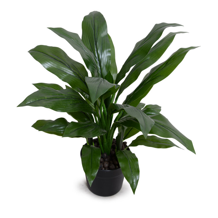 Primrue Artificial Aspidistra Plant in Pot Wayfair
